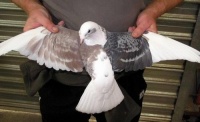 Meulemans