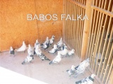 Babos falka