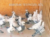 Babosak testközelből