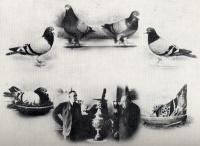 Albumok