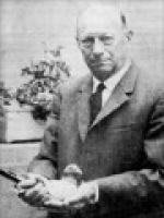 Albumok